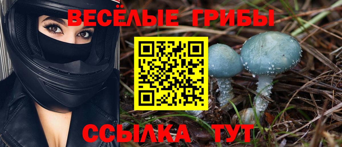 Бийск  хочу наркоту  Вход с VPN  Галлюциногенные грибы Psilocybine cubensis  Галлюциногенные грибы Psilocybe 